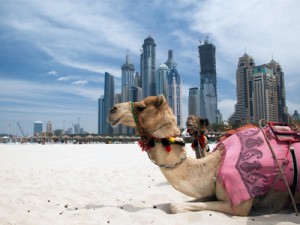 dubai-skyline-camel-2