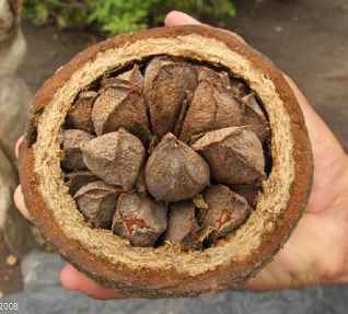 Brazil nuts in their pod http://www.stdf-safenutproject.com/